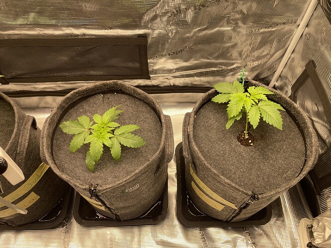 Zwei junge Cannabispflanzen in Vlies-Töpfen, eine links und eine rechts, beide im frühen Sämlingsstadium.