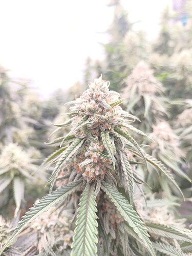 Growreport Bild 2