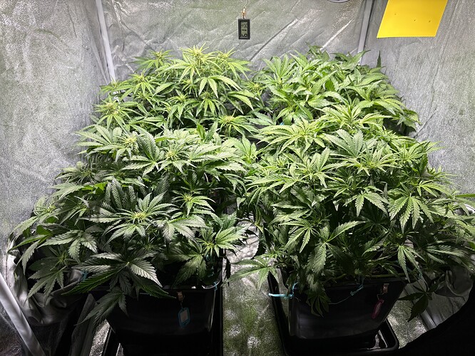 Growreport Bild 2
