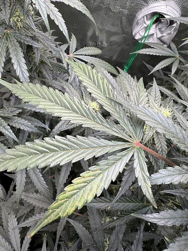 Growreport Bild 35
