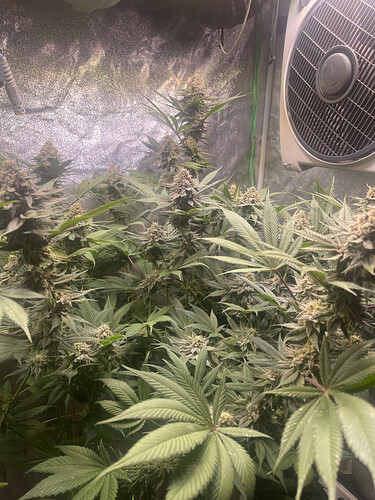 Growreport Bild 4