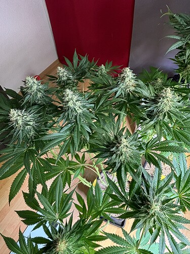 Growreport Bild 13