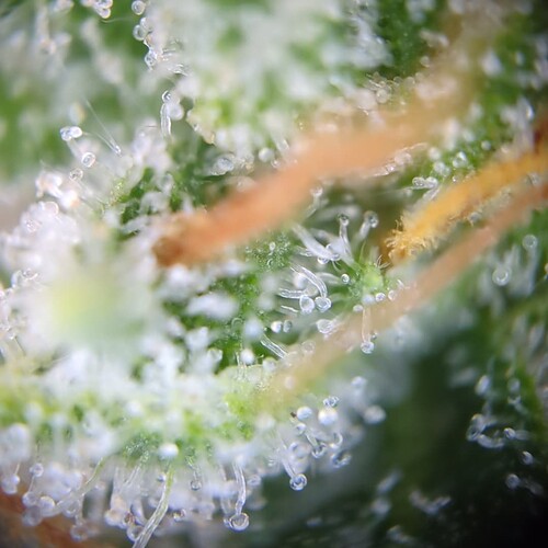 Growreport Bild 12
