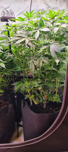 Growreport Bild 6