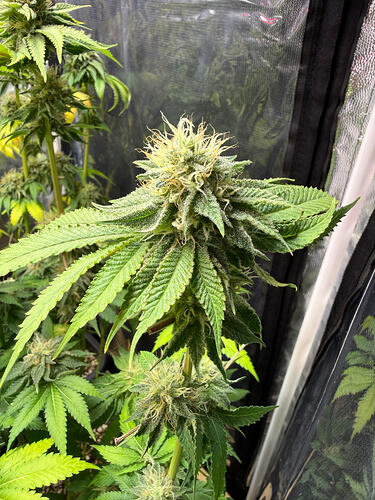 Growreport Bild 7