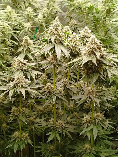 Mehrere blühende Cannabispflanzen mit dichten Blütenständen und fächerförmigen Blättern, die in einer Growbox oder einem ähnlichen Innenraum wachsen.