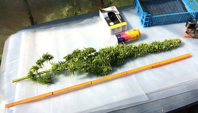 Grow260827ErnteBaggy5