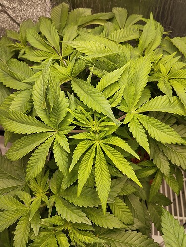Growreport Bild 9