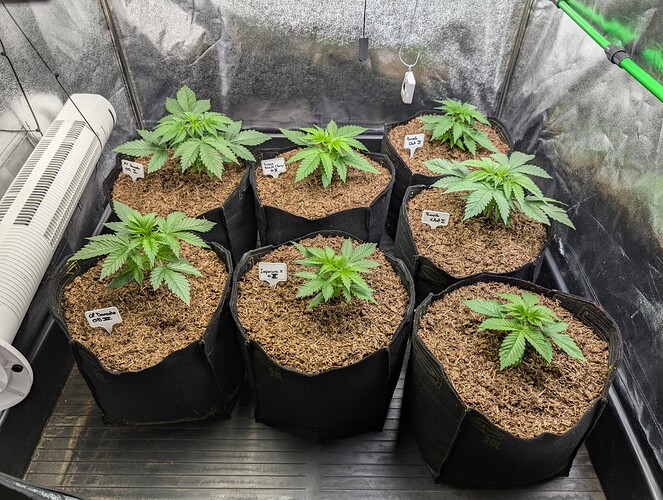 Growreport Bild 2