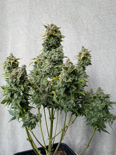 Growreport Bild 2