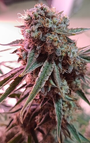 Growreport Bild 9