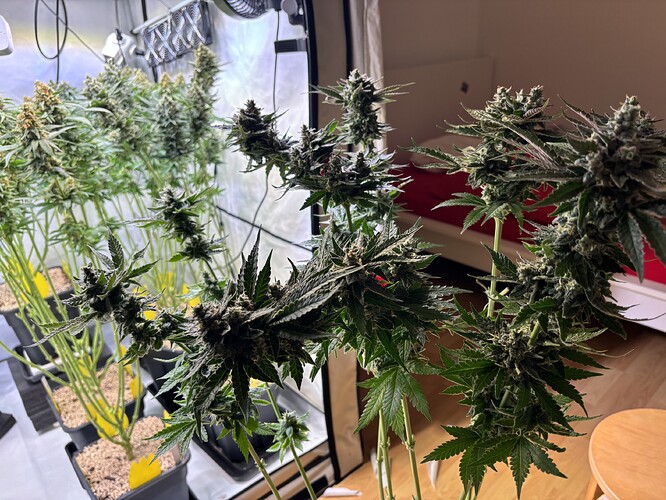 Growreport Bild 97