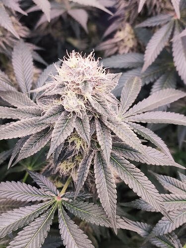 Growreport Bild 129