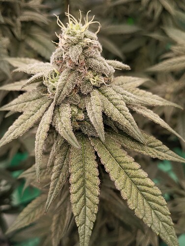 Growreport Bild 7