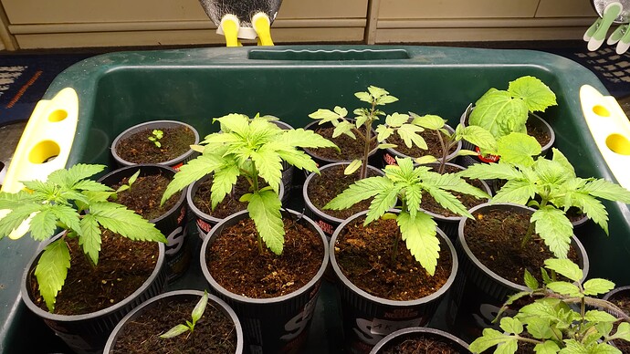 Growreport Bild 12