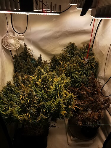 Growreport Bild 1