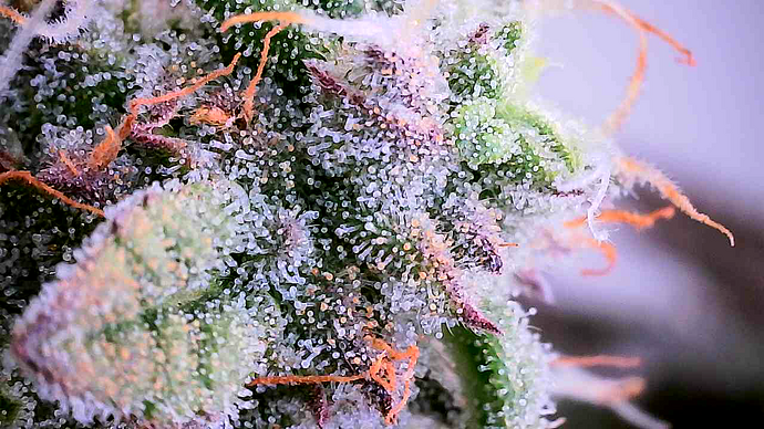 Nahaufnahme eines Cannabis-Buds mit vielen Trichomen und orangefarbenen Stigmen.