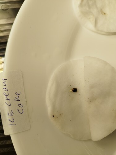 Ein gekeimter Samen auf einem Wattepad, daneben ein handschriftlich beschriftetes Etikett mit "ICE CREAM CAKE".