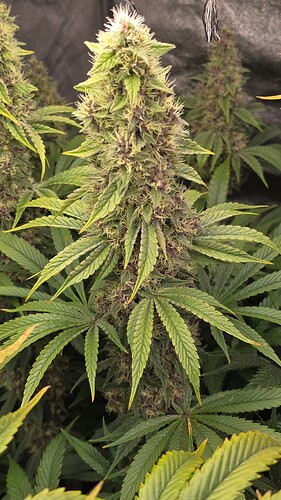 Growreport Bild 17