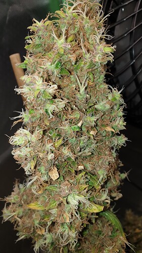 Growreport Bild 3