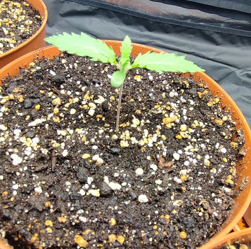 Growreport Bild 17