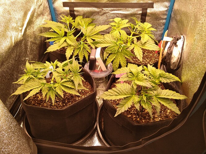 Growreport Bild 1