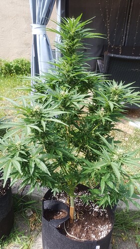 Growreport Bild 5