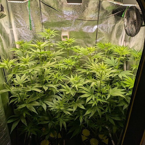 Growreport Bild 36