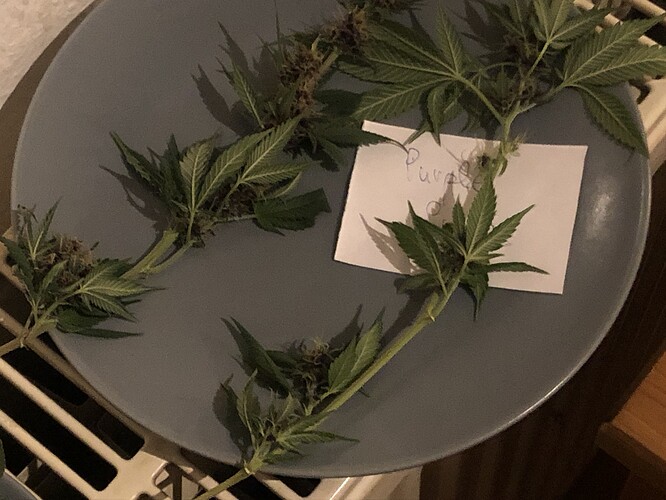 Growreport Bild 3