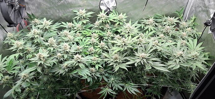 Growreport Bild 7