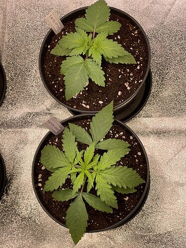 Growreport Bild 14