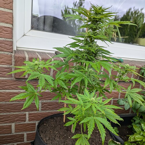 PXL_20240703_110001516