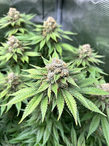 Nahaufnahme einer blühenden Cannabispflanze mit mehreren dichten, harzigen Blütenständen in einem Growzelt.