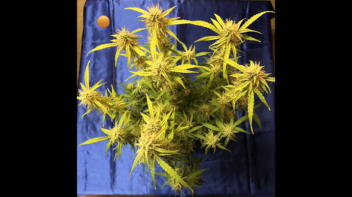 Growreport Bild 12
