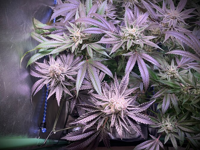 Growreport Bild 6