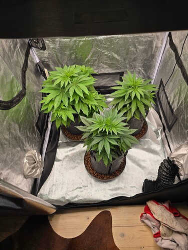 Growreport Bild 7