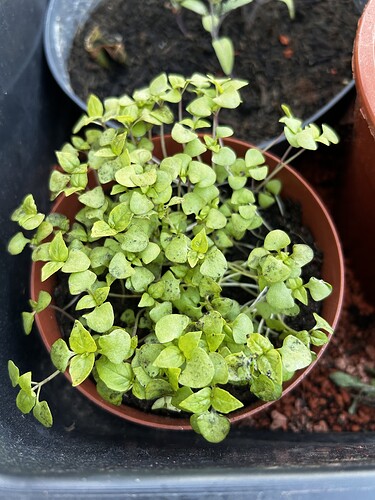 Growreport Bild 23
