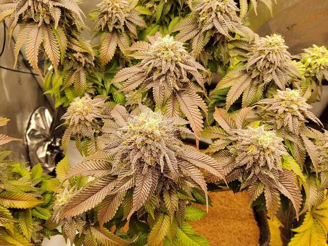 Growreport Bild 6