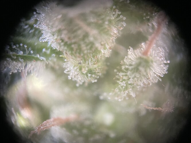 Growreport Bild 2