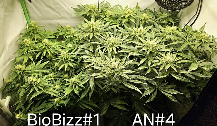 Growreport Bild 4