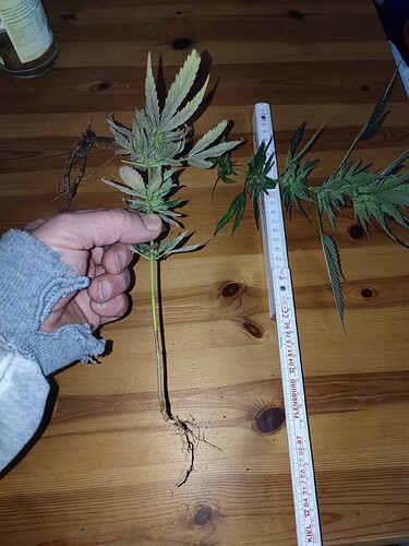Growreport Bild 12