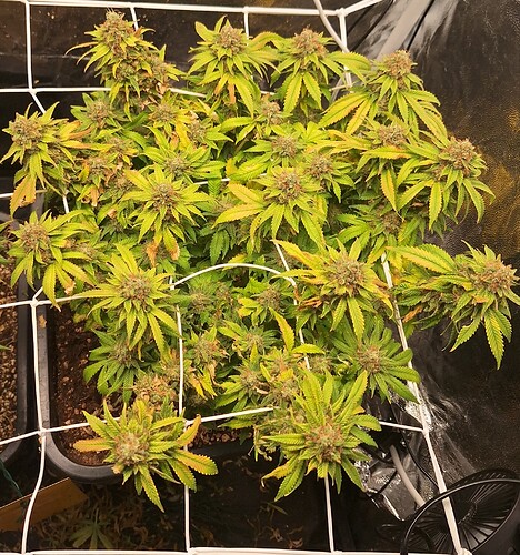 Growreport Bild 23