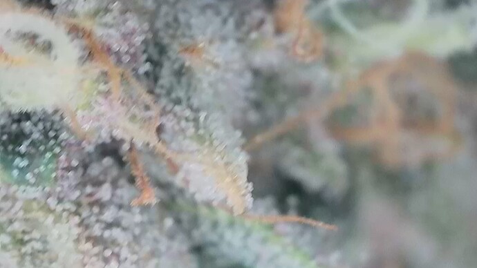 Growreport Bild 3