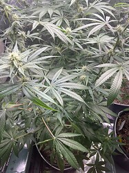 CBD