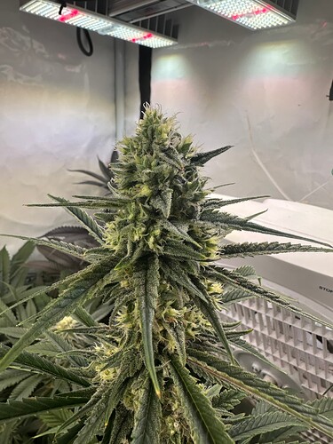 Growreport Bild 2