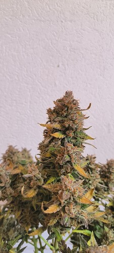 Growreport Bild 34