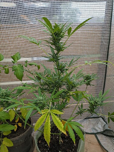 PXL_20240614_1104140001