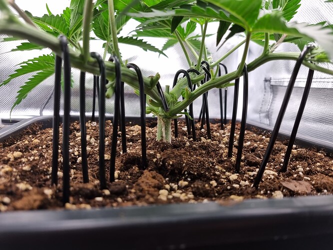 Growreport Bild 6