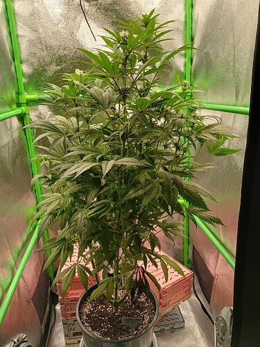 Growreport Bild 3