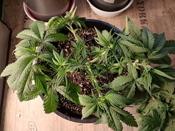Growreport Bild 11